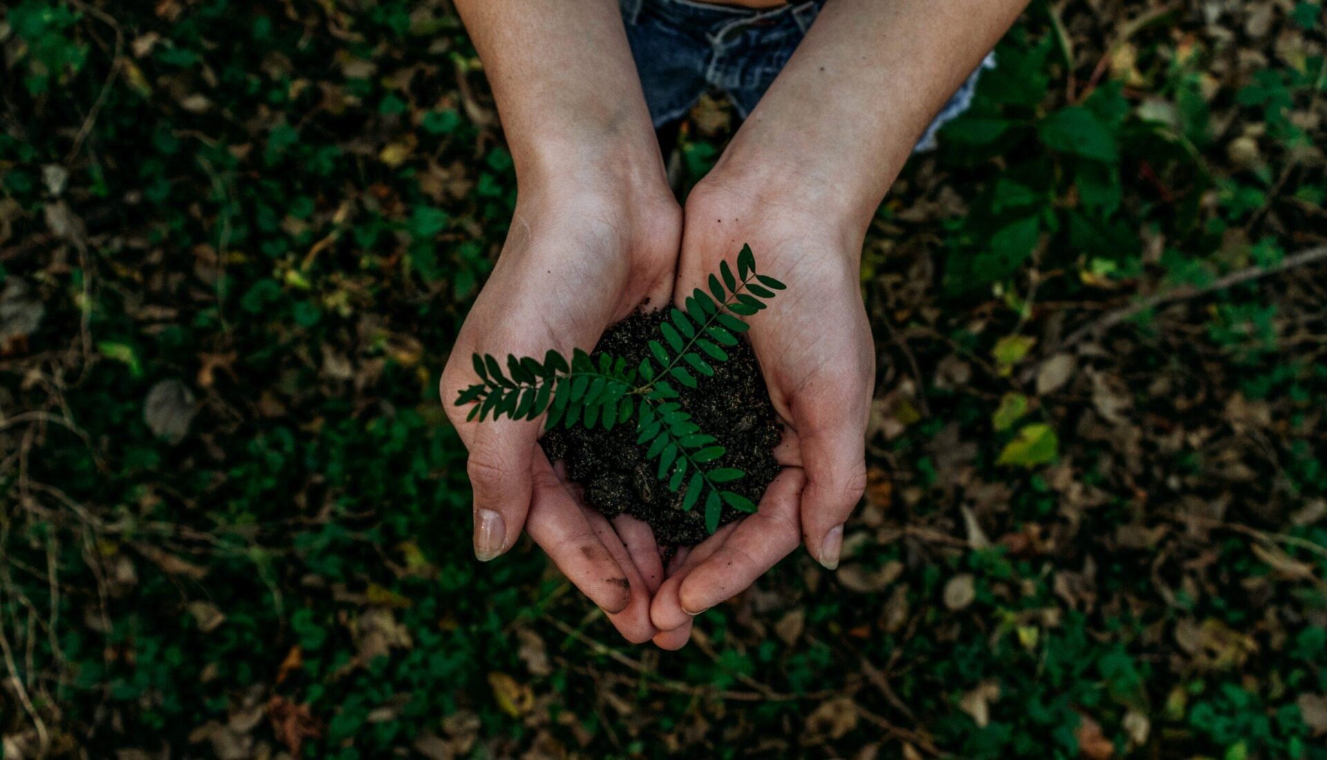 Bild på blomma - Växjö Sustainabilty